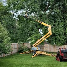 Best Emergency Tree Removal  in French Valley, CA