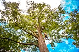 Professional Tree Removal Services in French Valley, CA