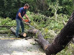 How Our Tree Care Process Works  in  French Valley, CA