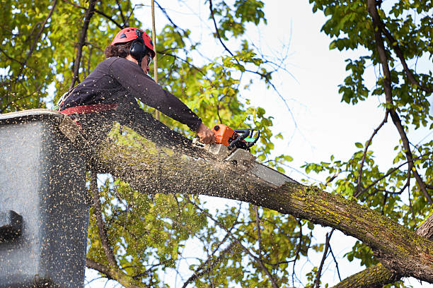 Leaf Removal in French Valley, CA